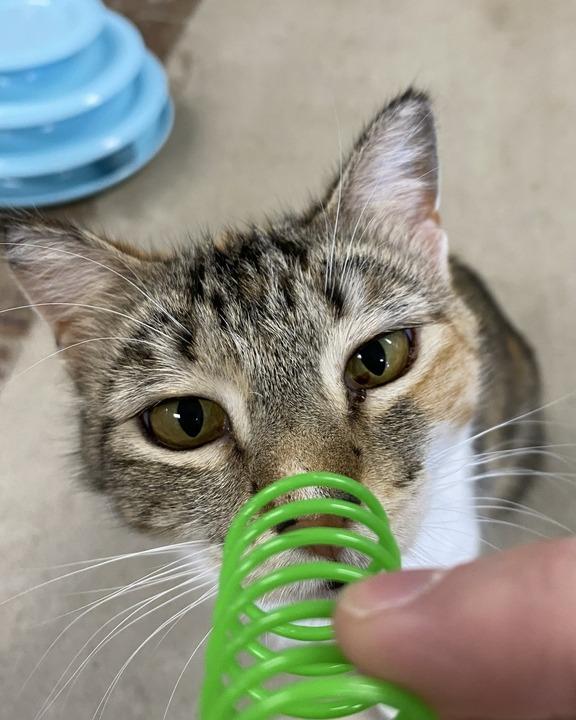 Enlarge Anna, a Adoptable mixed breed in Minot, ND image 1/6