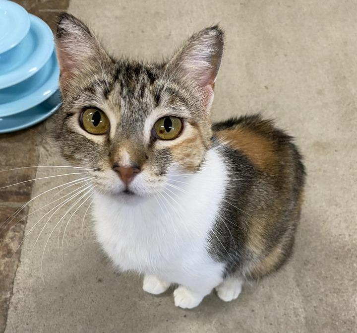 Enlarge Anna, a Adoptable mixed breed in Minot, ND image 2/6