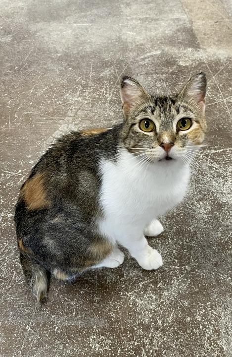 Enlarge Anna, a Adoptable mixed breed in Minot, ND image 3/6