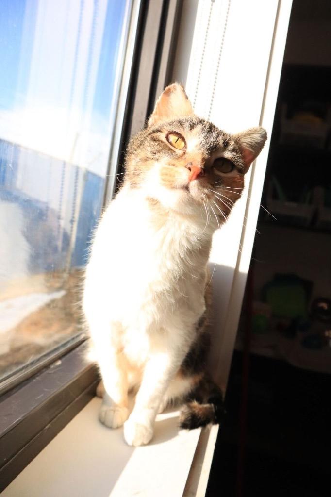 Anna, Adoptable, Adult Female Domestic Short Hair.