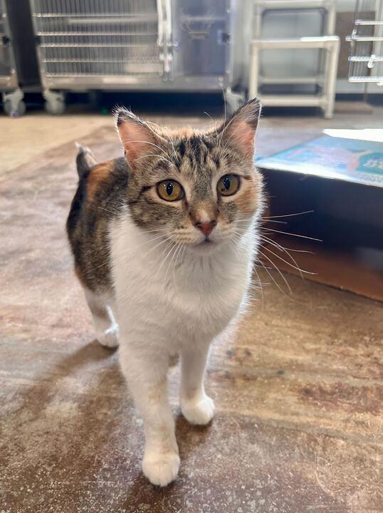 Enlarge Anna, a Adoptable mixed breed in Minot, ND image 5/6