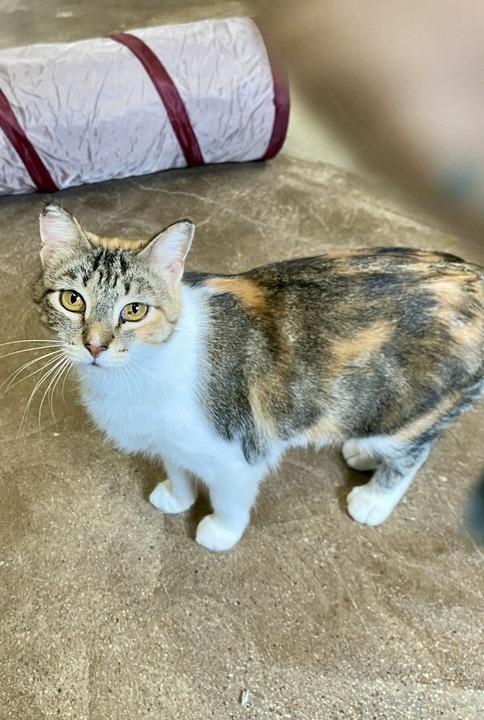 Enlarge Anna, a Adoptable mixed breed in Minot, ND image 6/6