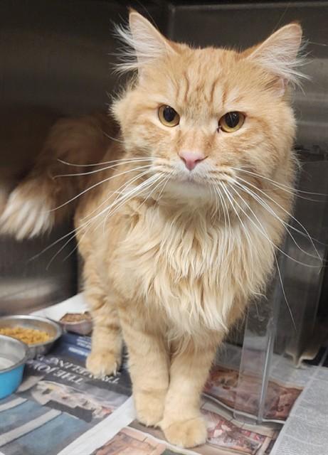 CHILI, Adoptable, Adult Male Domestic Medium Hair & Domestic Short Hair.