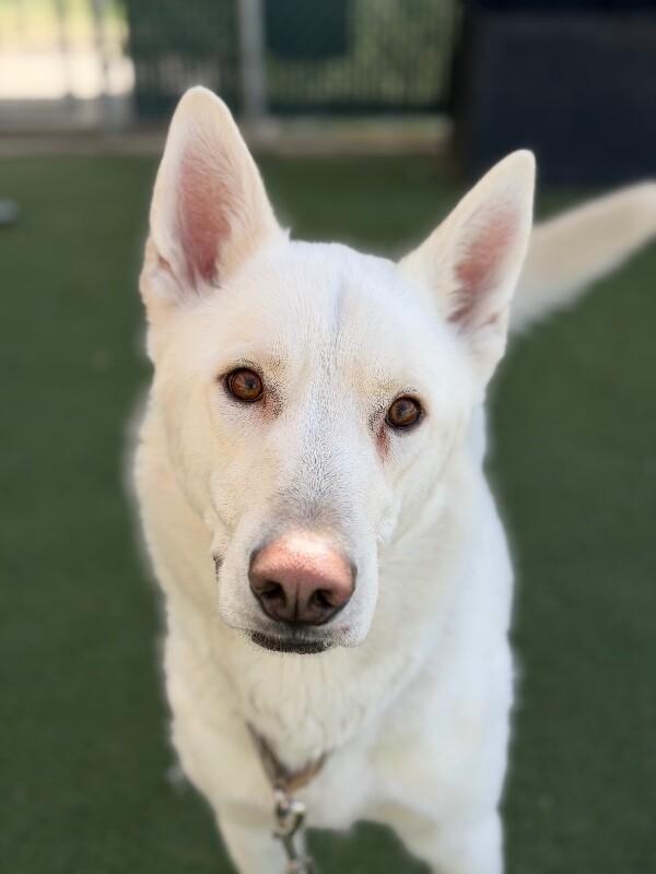 Kipo, Adoptable, Adult Male German Shepherd Dog.