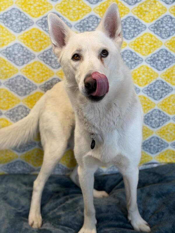 Enlarge Kipo, a Adoptable German Shepherd Dog in Fruit Heights, UT image 2/6