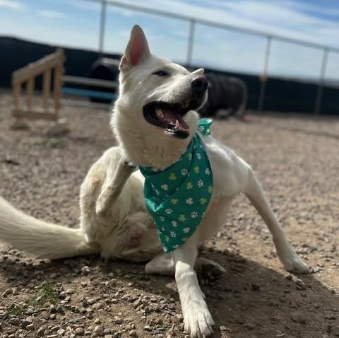 Enlarge Kipo, a Adoptable German Shepherd Dog in Fruit Heights, UT image 3/6