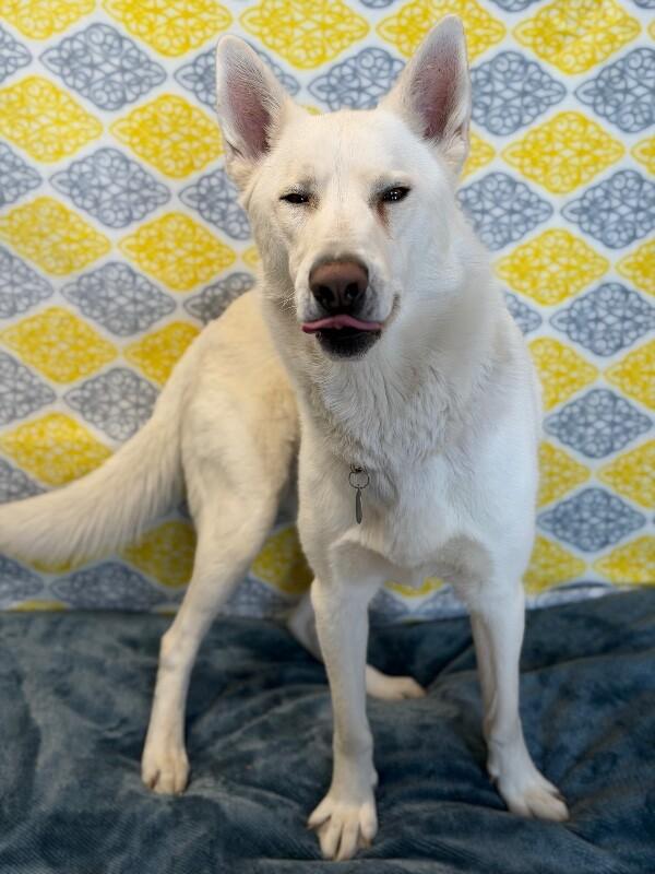 Enlarge Kipo, a Adoptable German Shepherd Dog in Fruit Heights, UT image 4/6