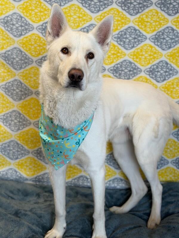 Enlarge Kipo, a Adoptable German Shepherd Dog in Fruit Heights, UT image 6/6