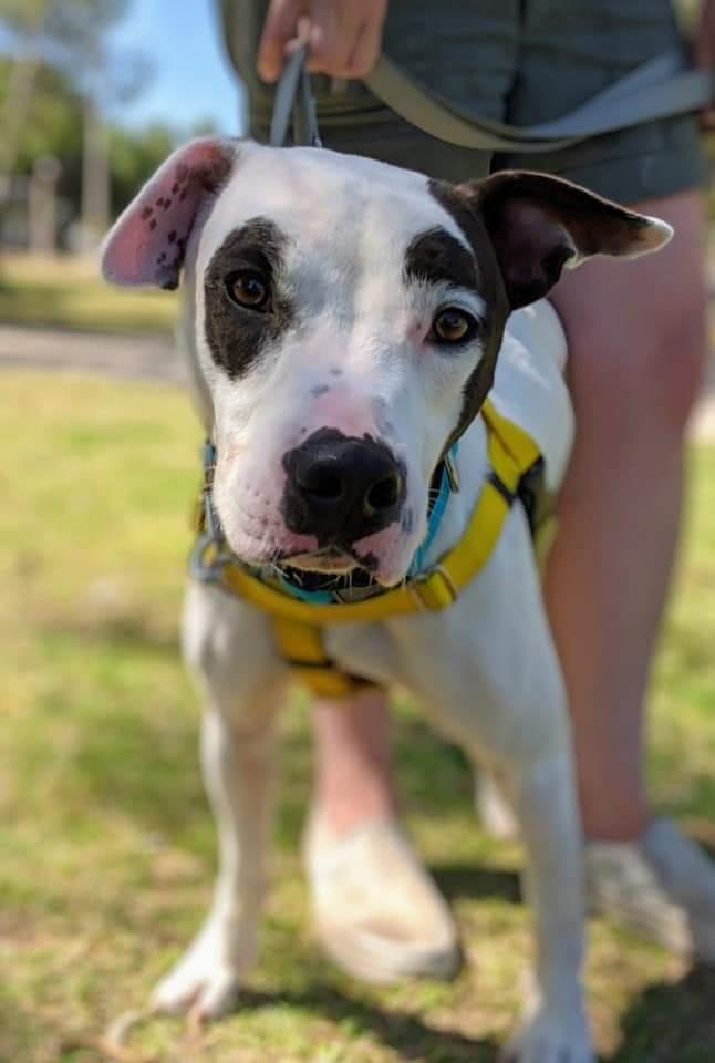 Captain Wigglesworth (aka CW), Adoptable, Adult Male Pit Bull Terrier.