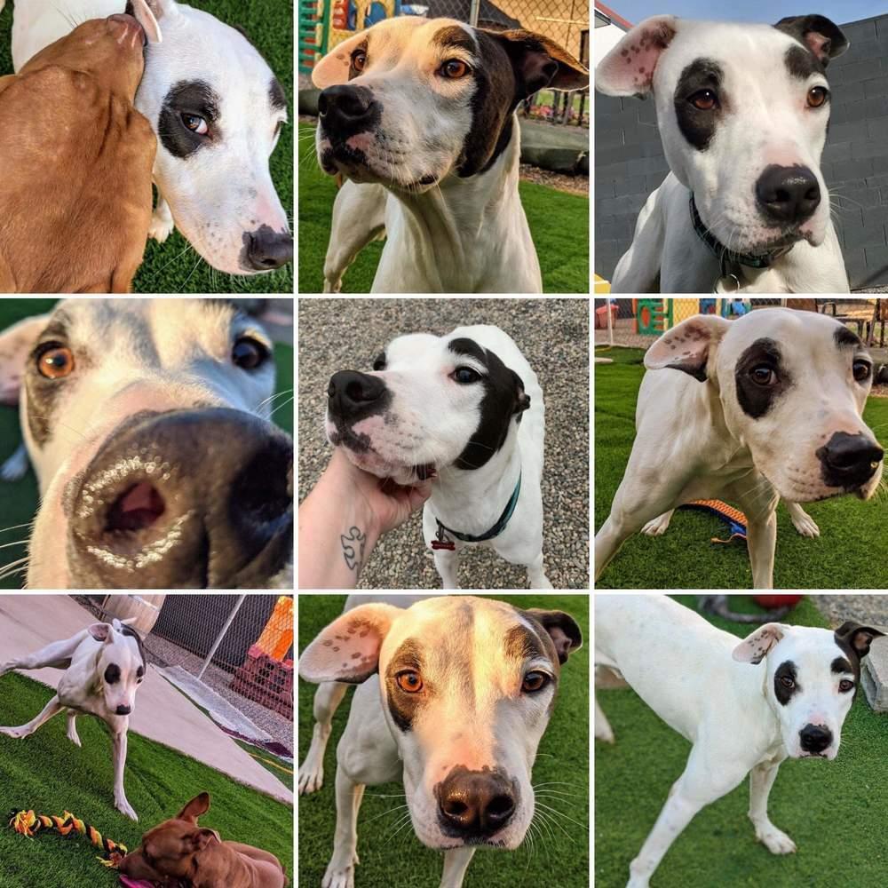 Enlarge Captain Wigglesworth (aka CW), a Adoptable mixed breed in Phoenix, AZ image 2/6