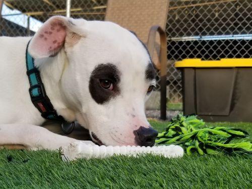 Enlarge Captain Wigglesworth (aka CW), a Adoptable mixed breed in Phoenix, AZ image 3/6