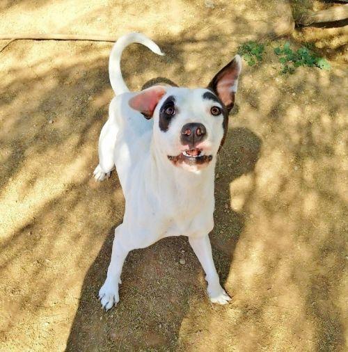 Enlarge Captain Wigglesworth (aka CW), a Adoptable mixed breed in Phoenix, AZ image 4/6