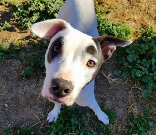 Enlarge Captain Wigglesworth (aka CW), a Adoptable mixed breed in Phoenix, AZ image 5/6