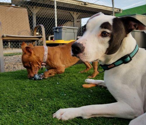 Enlarge Captain Wigglesworth (aka CW), a Adoptable mixed breed in Phoenix, AZ image 6/6
