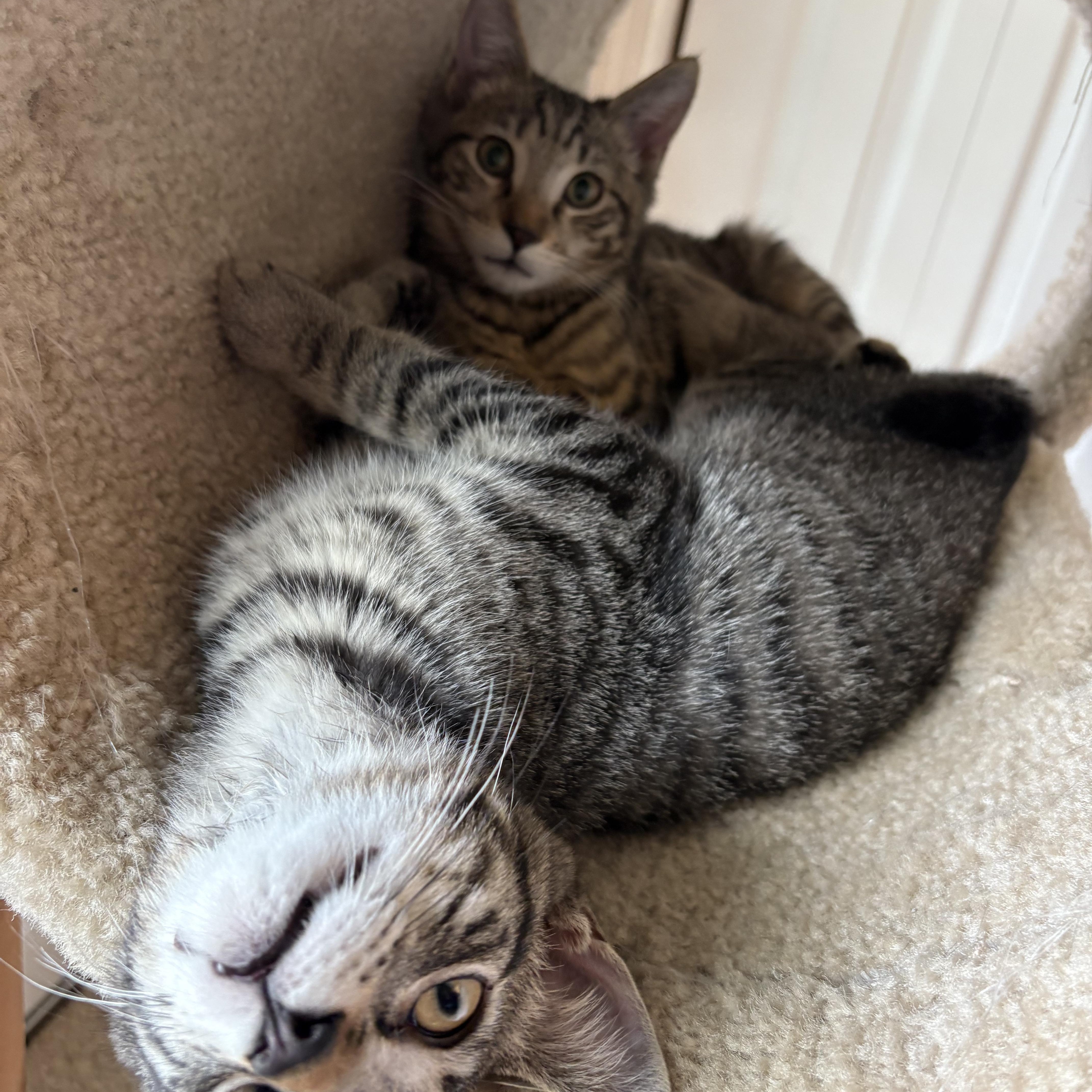 Ringo and Lennon