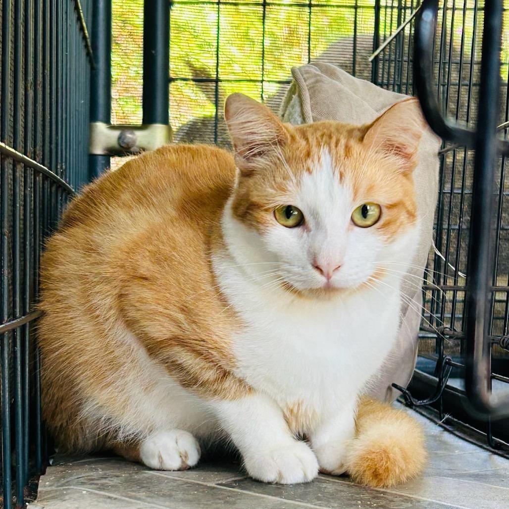 Newbie T4, Adoptable, Young Male Domestic Short Hair.