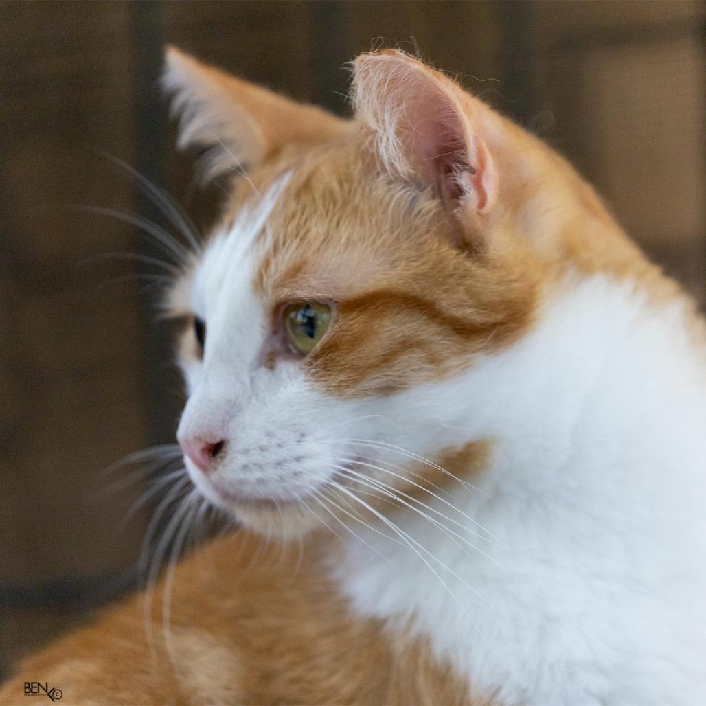 Peaches, Adoptable, Young Male Domestic Short Hair.