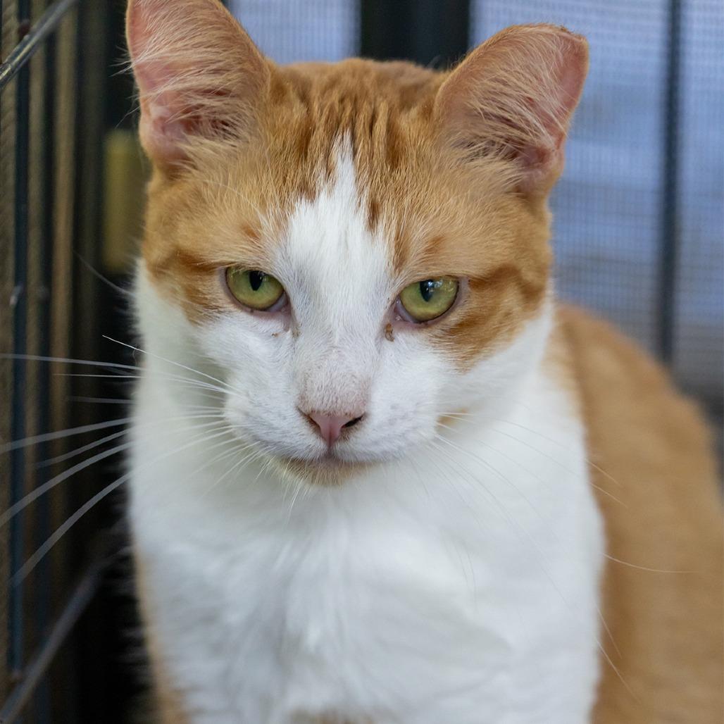Enlarge Peaches, a Adoptable Domestic Short Hair in Pahoa, HI image 2/6