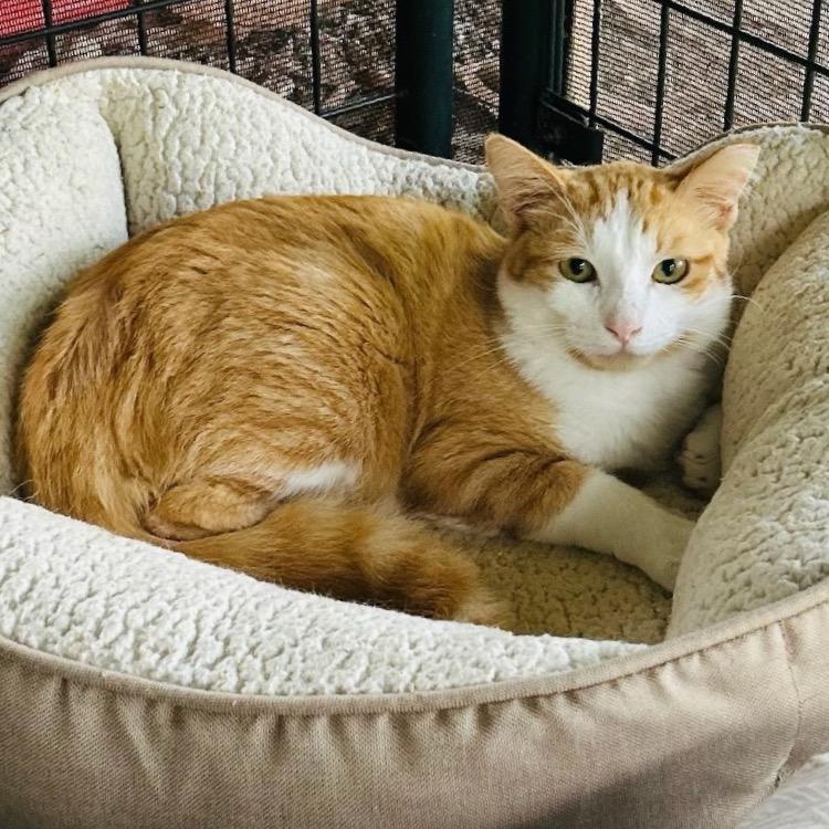 Newbie T4, a Adoptable Domestic Short Hair in Pahoa, HI image 2/4