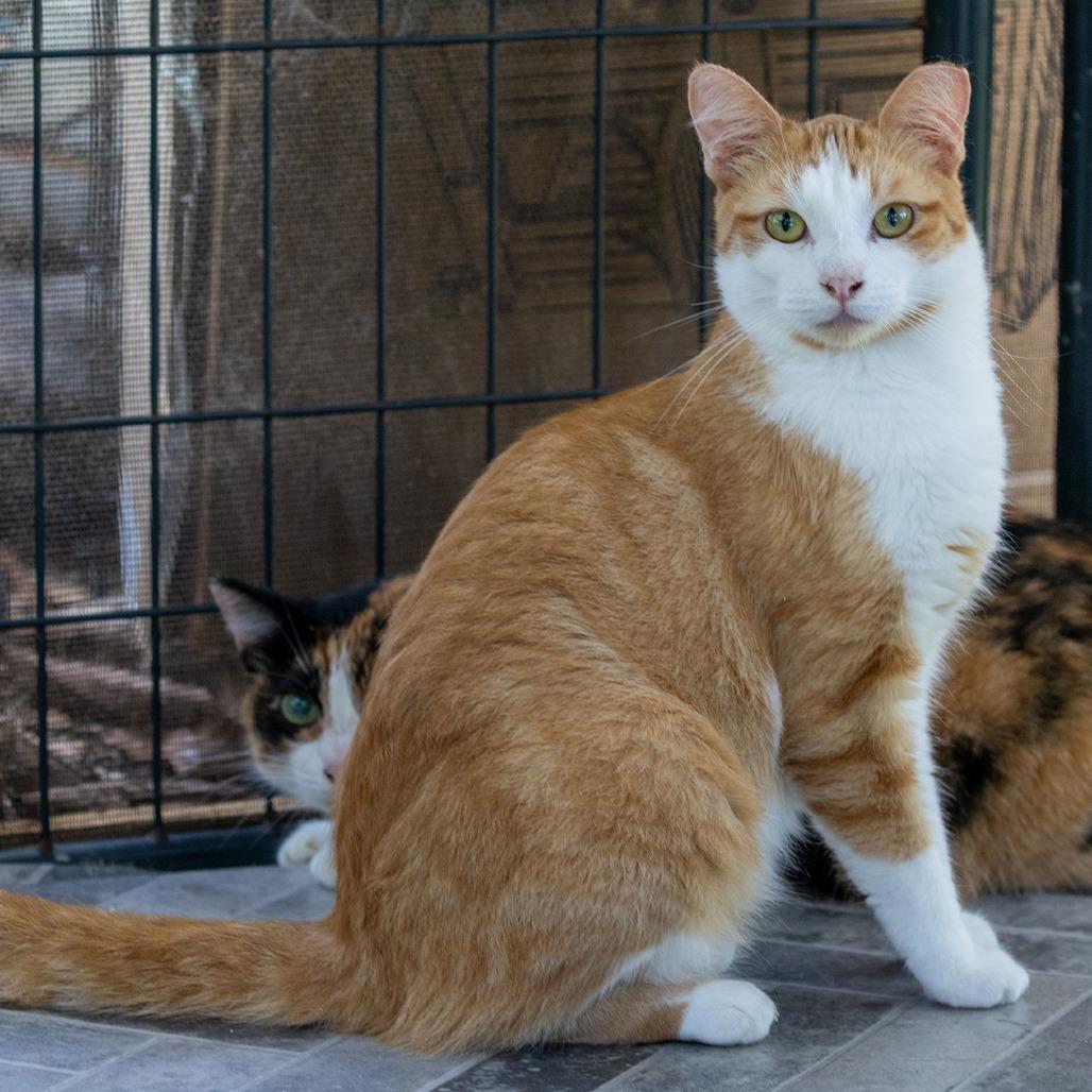 Enlarge Peaches, a Adoptable Domestic Short Hair in Pahoa, HI image 4/6