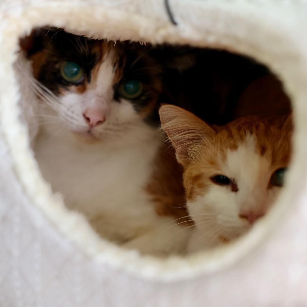 Newbie T4, a Adoptable Domestic Short Hair in Pahoa, HI image 3/4