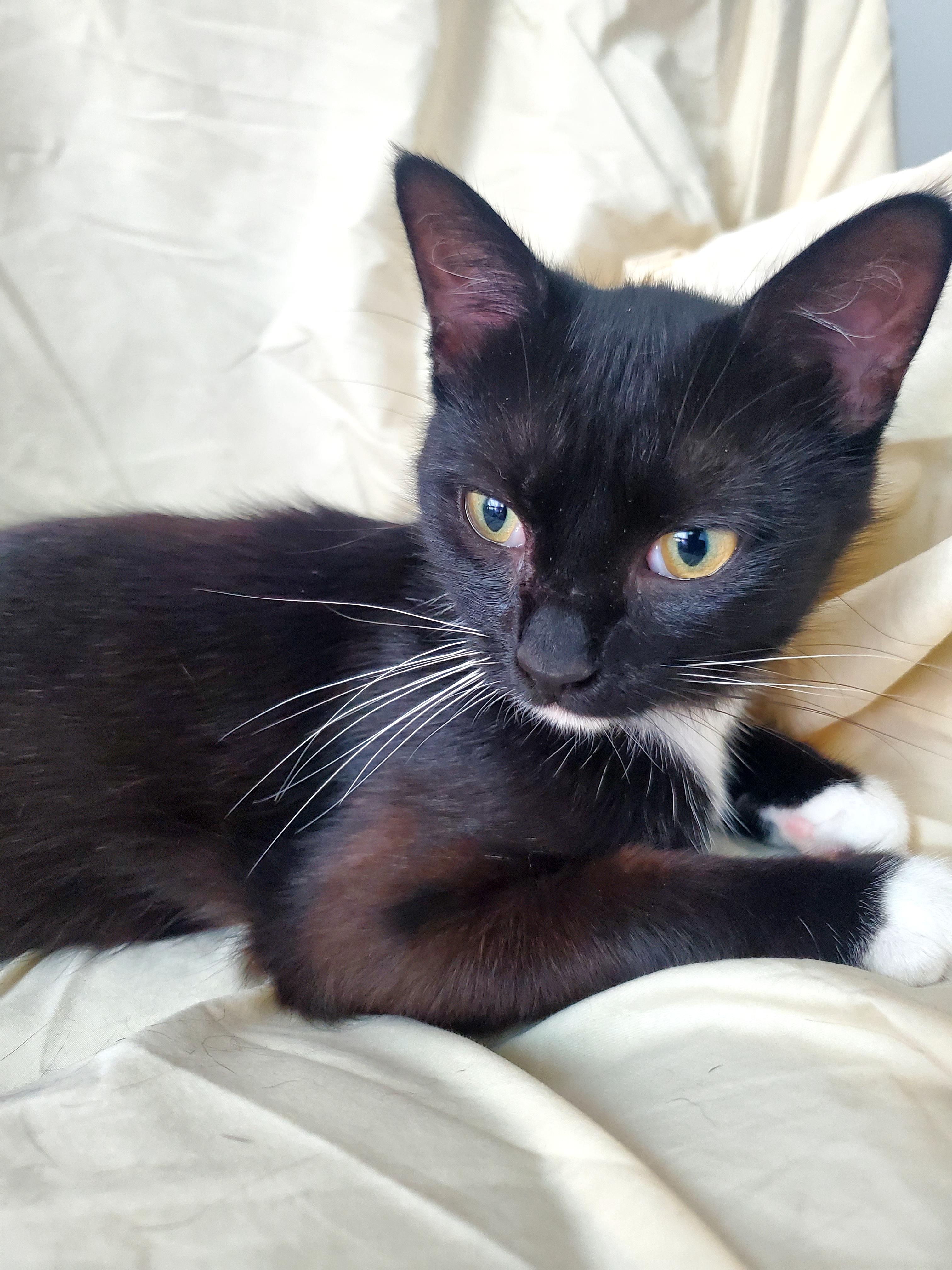 Maggie, a Adoptable Domestic Short Hair in Gladwin, MI image 3/6