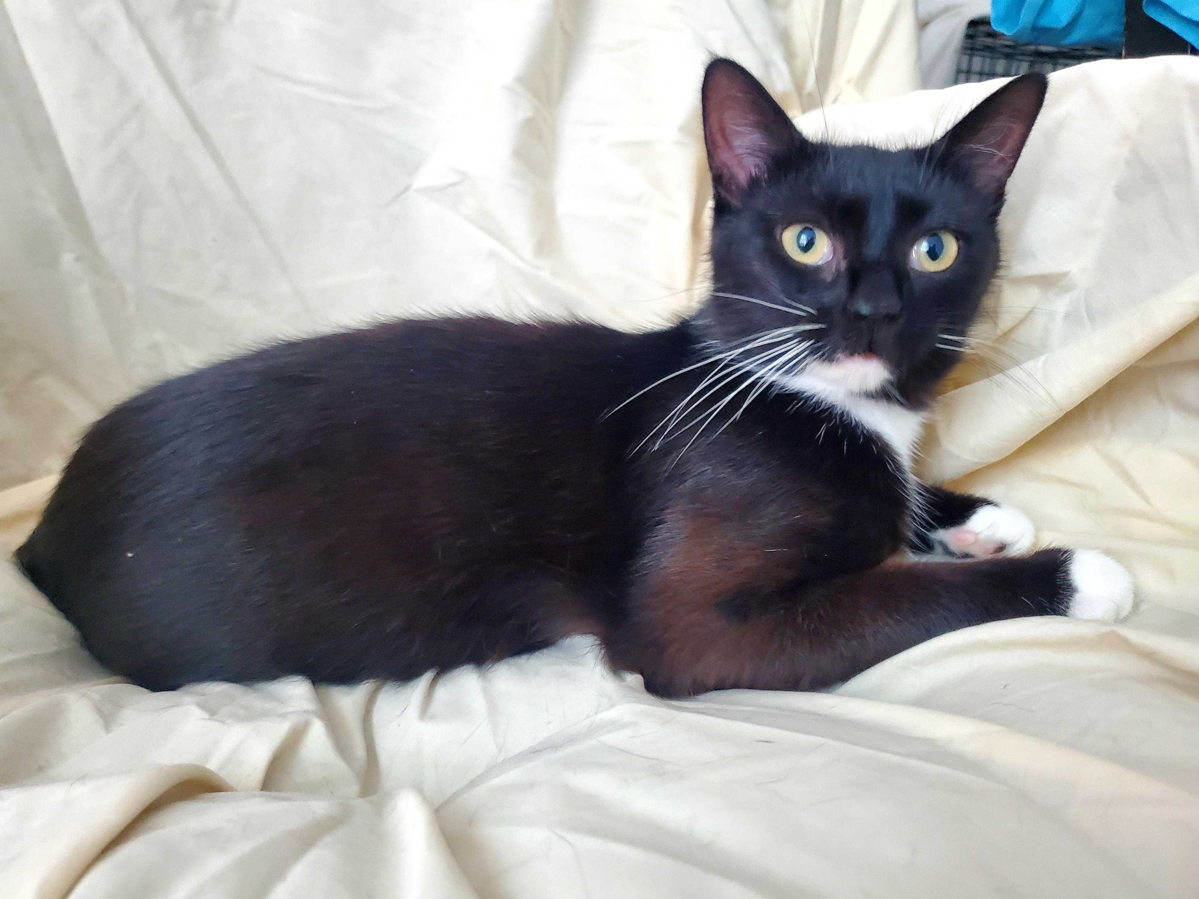 Maggie, a Adoptable Domestic Short Hair in Gladwin, MI image 4/6