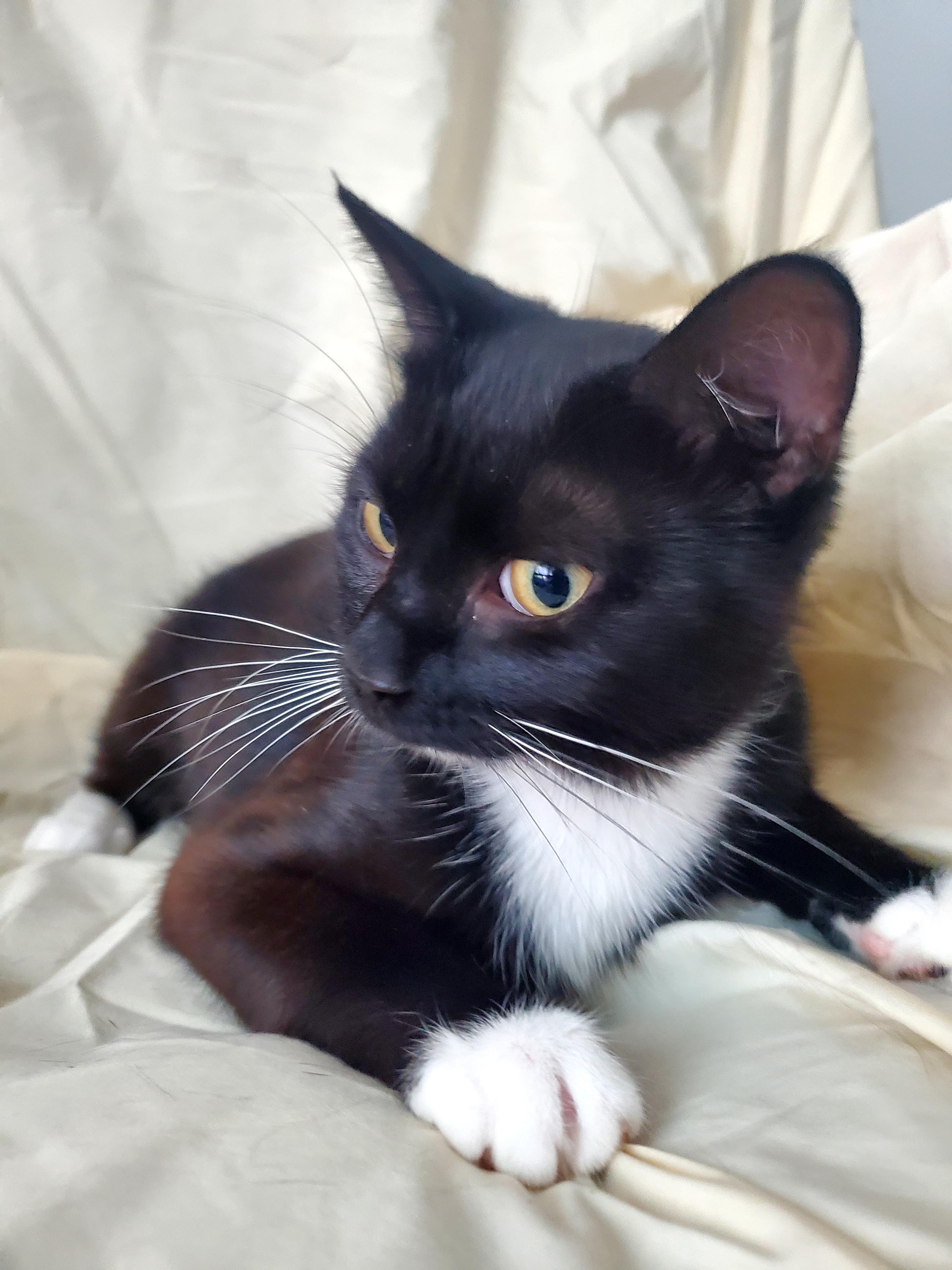 Maggie, a Adoptable Domestic Short Hair in Gladwin, MI image 2/6
