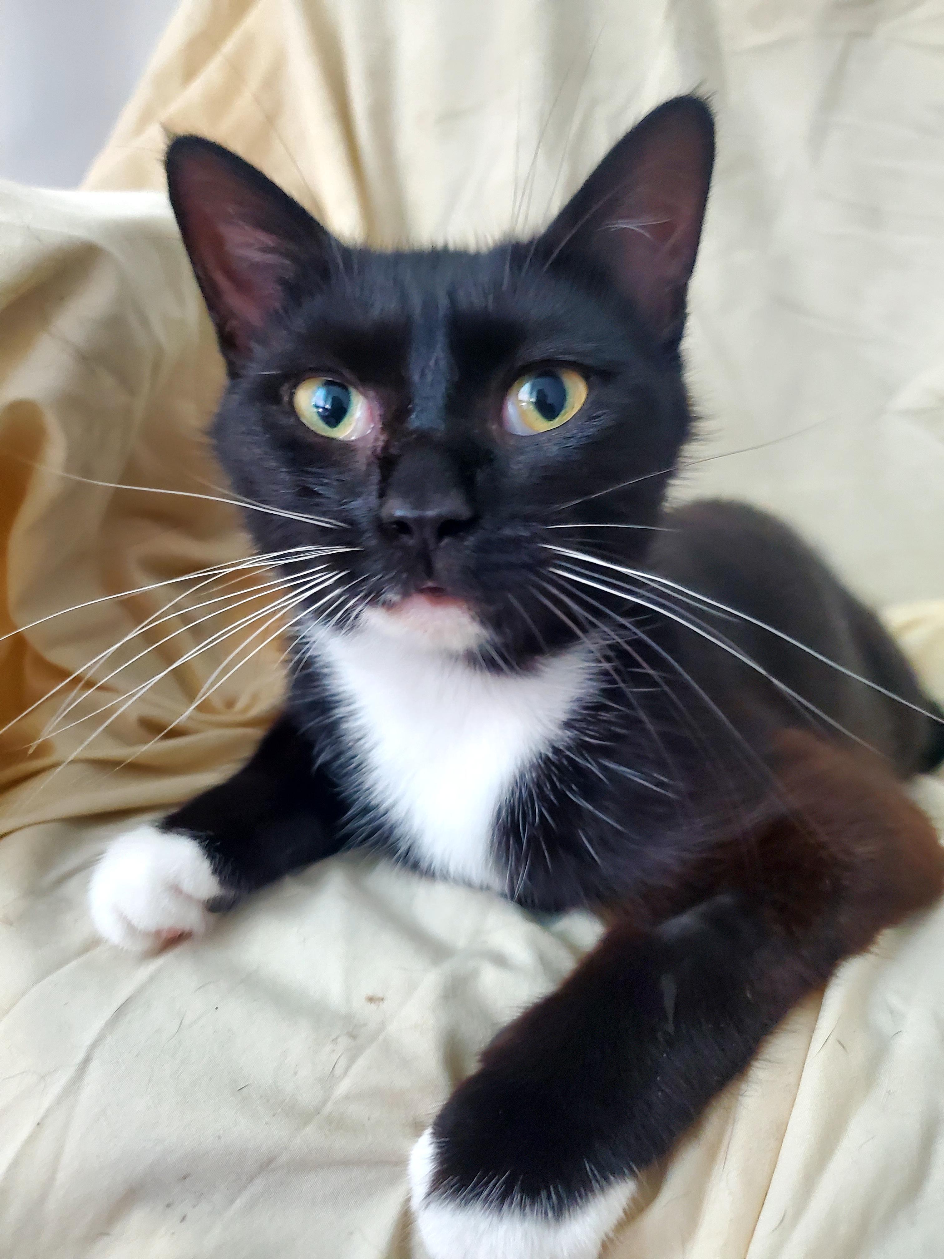 Maggie, a Adoptable Domestic Short Hair in Gladwin, MI image 6/6