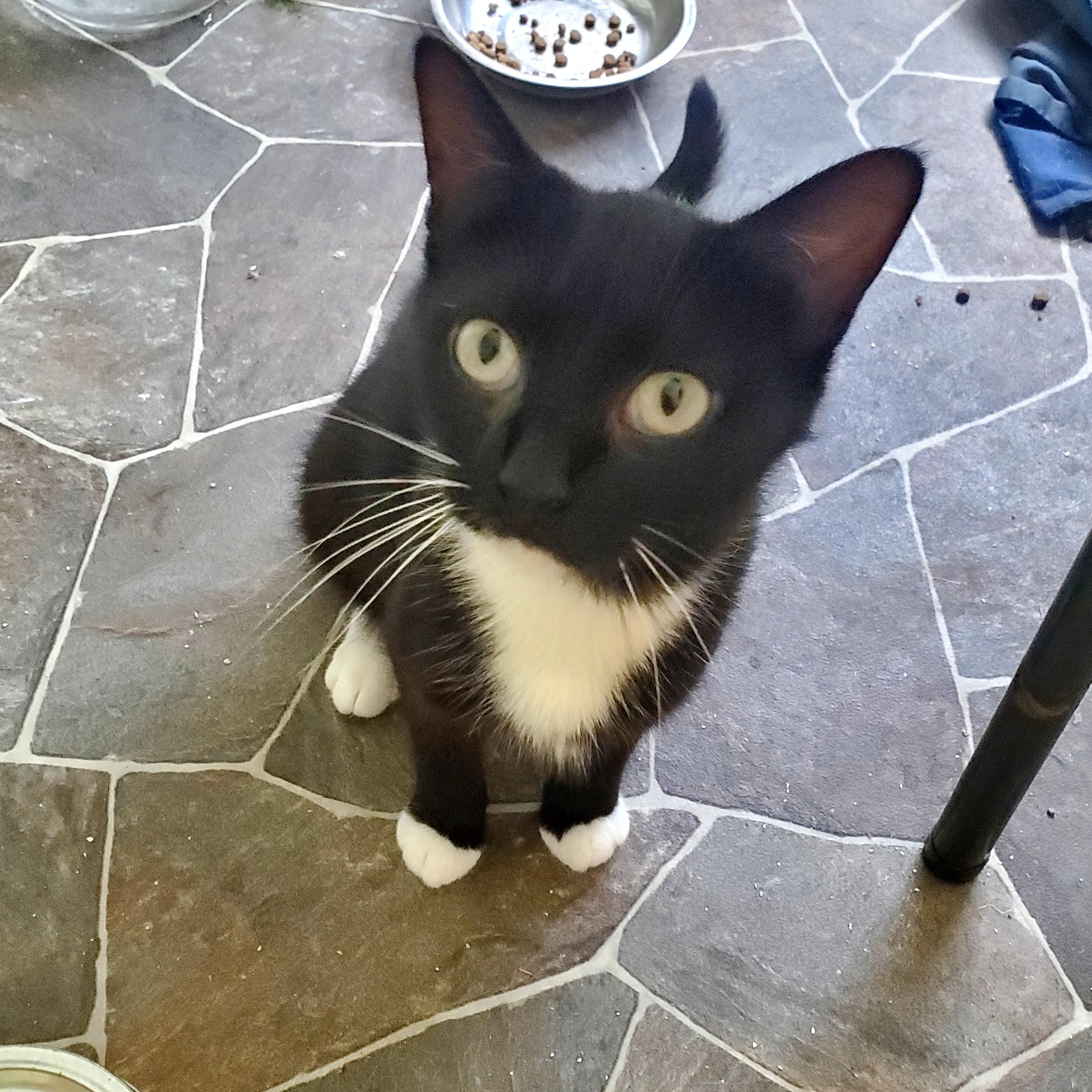 Maggie, Adoptable, Young Female Domestic Short Hair.