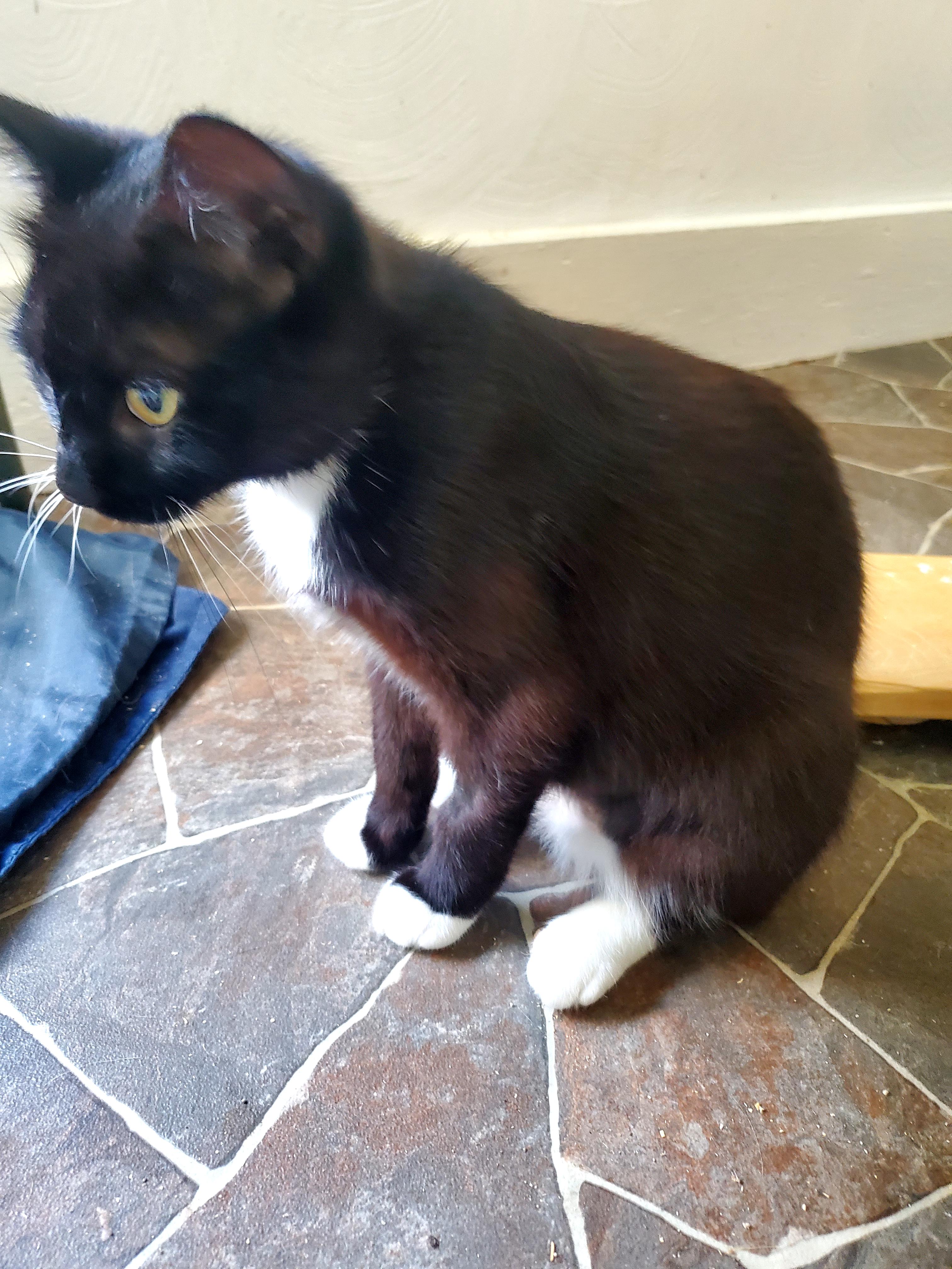 Maggie, a Adoptable Domestic Short Hair in Gladwin, MI image 5/6