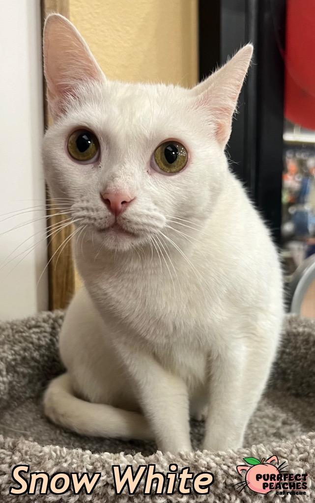Snow White, Adoptable, Adult Female Domestic Short Hair.