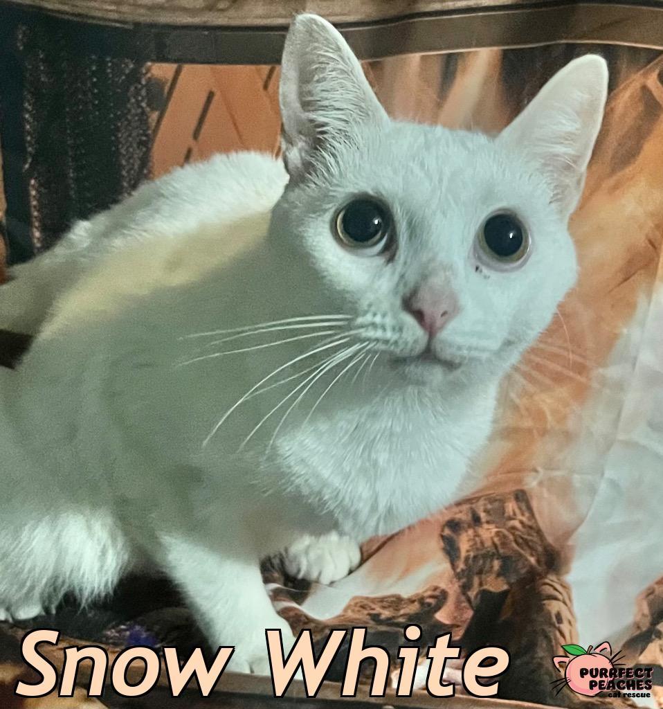 Enlarge Snow White, a Adoptable mixed breed in Douglasville, GA image 2/4
