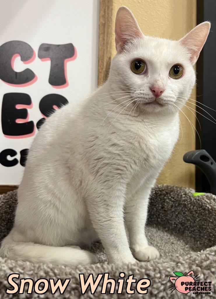 Enlarge Snow White, a Adoptable mixed breed in Douglasville, GA image 4/4