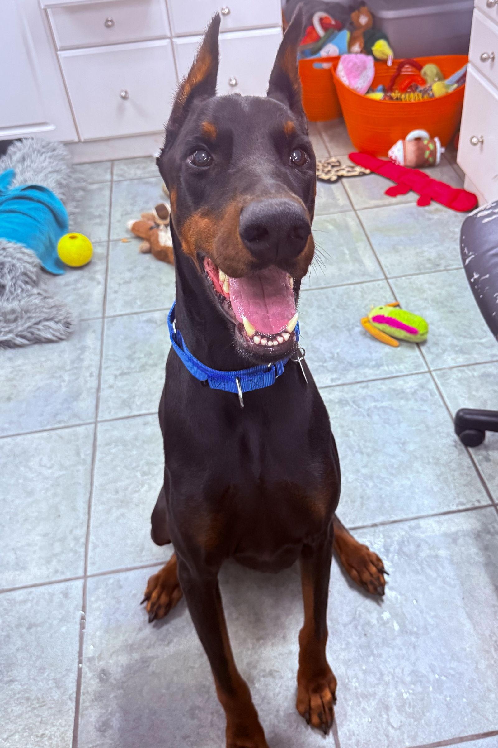 Enlarge Levi 3505, a Adoptable Doberman Pinscher in Oakland Park, FL image 1/3