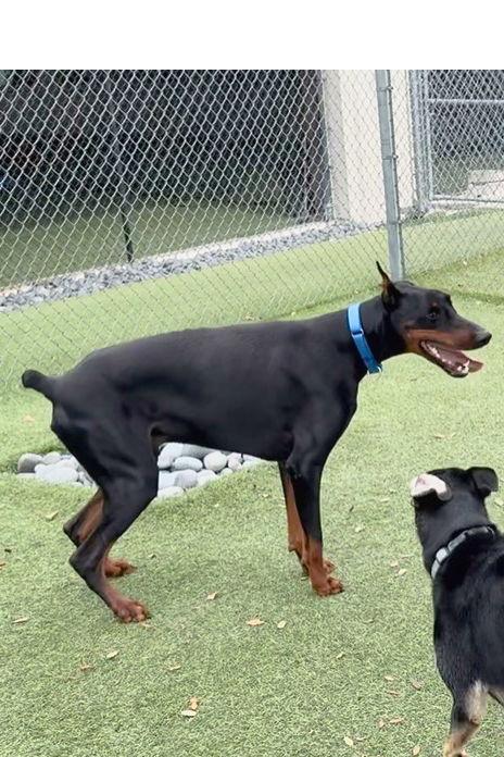 Enlarge Levi 3505, a Adoptable Doberman Pinscher in Oakland Park, FL image 2/3