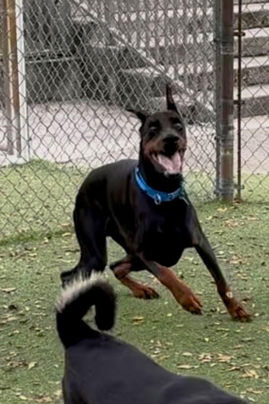 Enlarge Levi 3505, a Adoptable Doberman Pinscher in Oakland Park, FL image 3/3