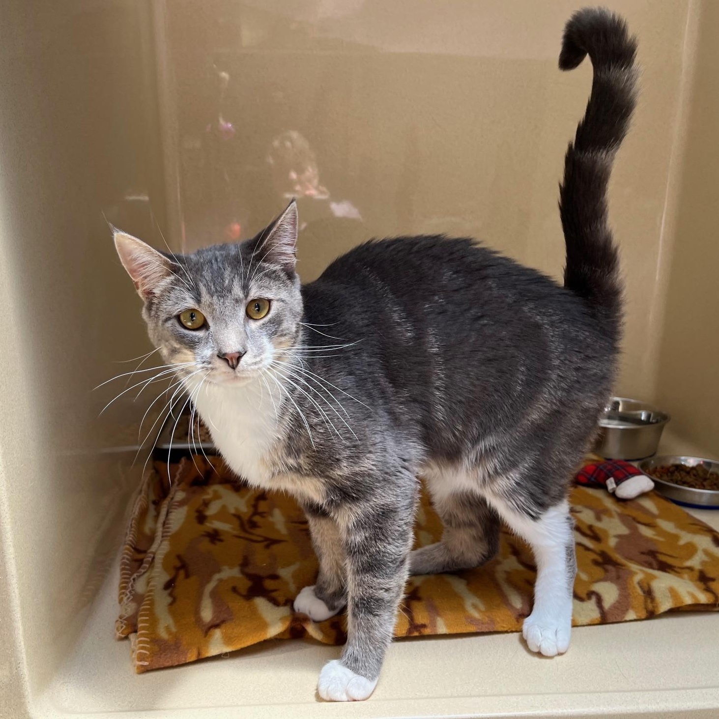 Dennis N, Young Male Tabby
