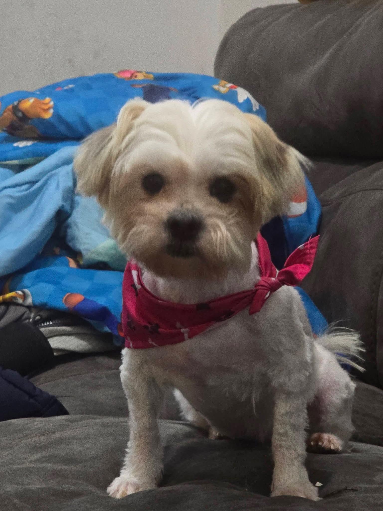 Enlarge Rose, a Adoptable mixed breed in Irwin, PA image 2/2