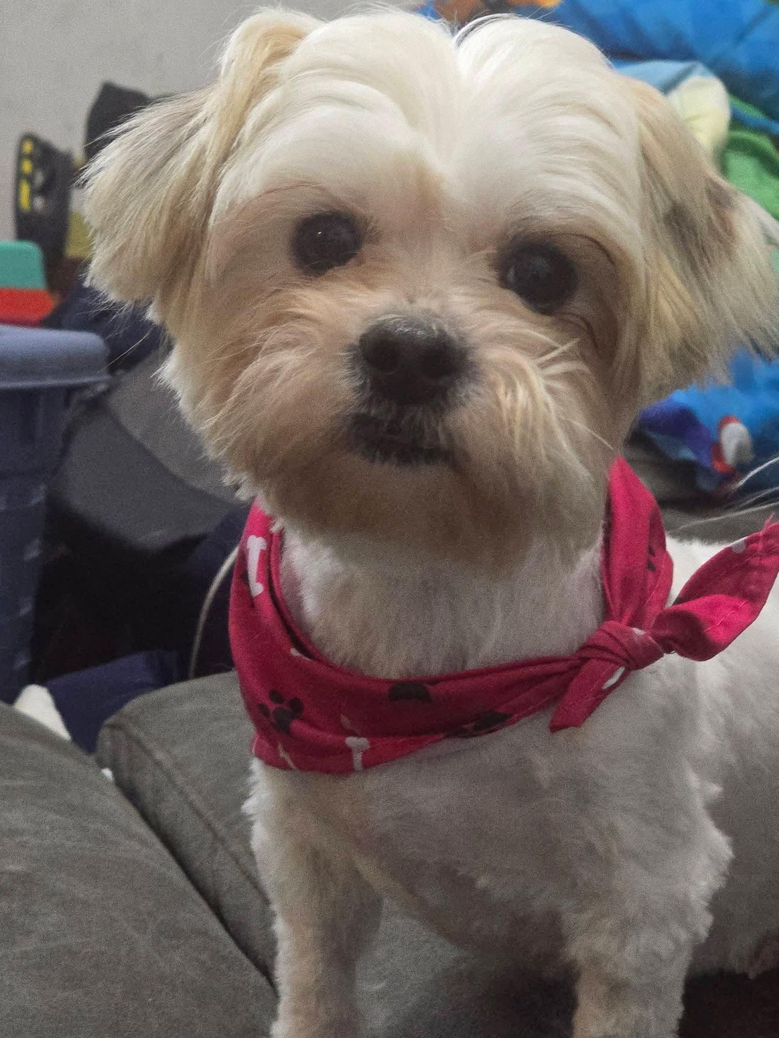 Enlarge Rose, a Adoptable mixed breed in Irwin, PA image 1/2