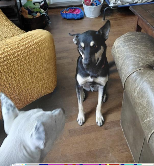 Prince : The Perfect Pup