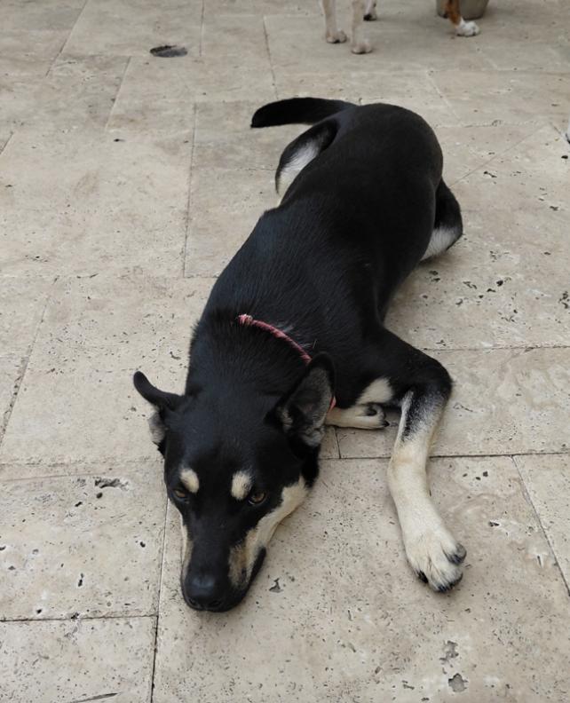 Prince : The Perfect Pup — thumbnail 2