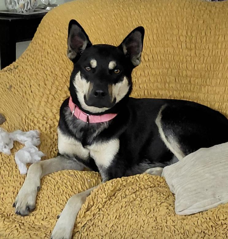 Prince : The Perfect Pup — thumbnail 3