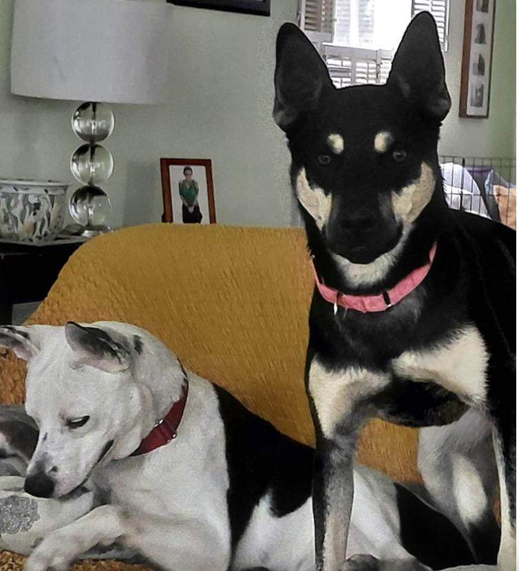 Prince : The Perfect Pup — thumbnail 5