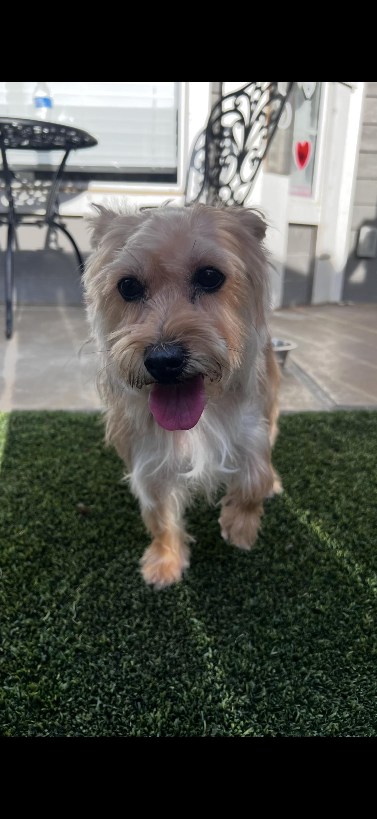 Cookie, an adopted mixed breed in Cottonwood, CA image 4/5