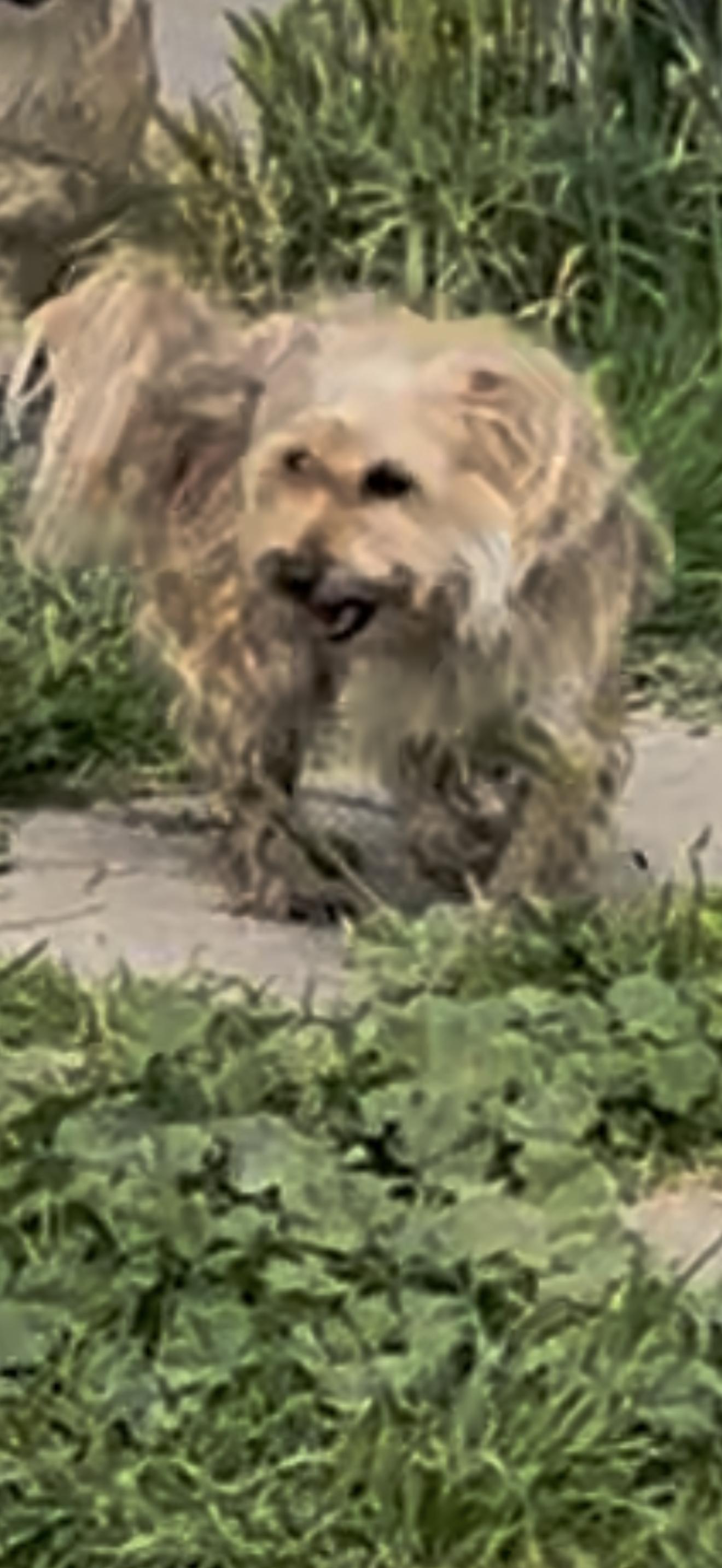 Cookie, an adopted mixed breed in Cottonwood, CA image 2/5