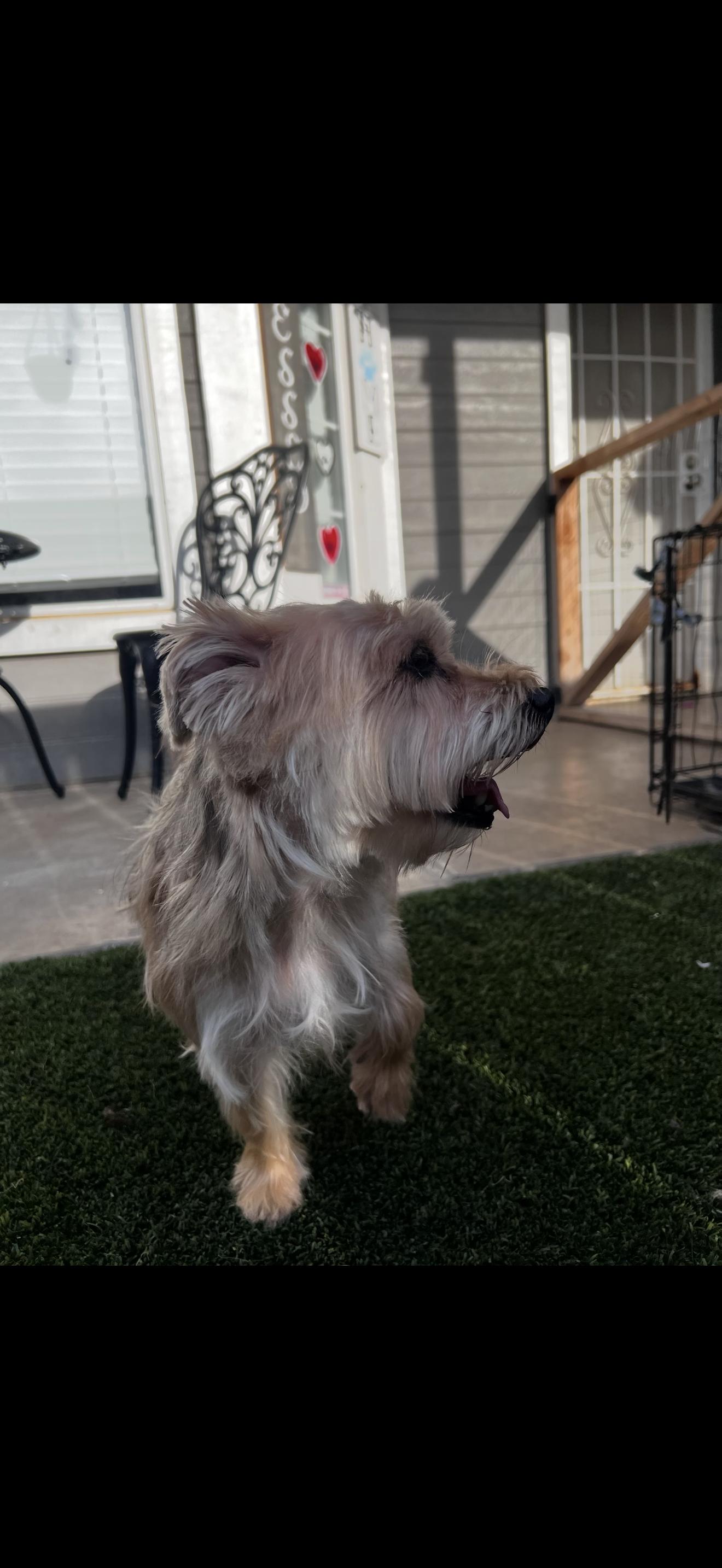 Cookie, an adopted mixed breed in Cottonwood, CA image 5/5