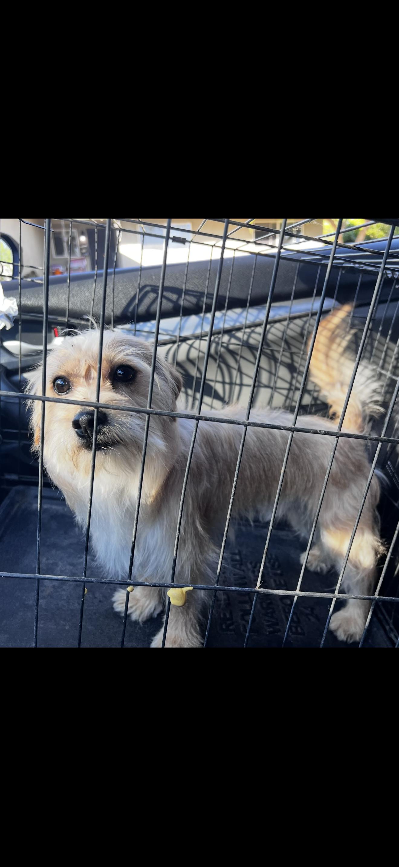 Cookie, adopted, Adult Female Havanese & Yorkshire Terrier.
