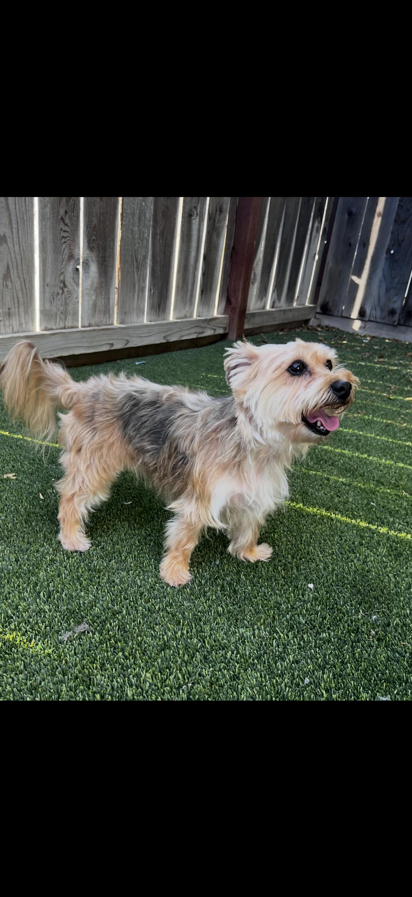 Cookie, an adopted mixed breed in Cottonwood, CA image 3/5