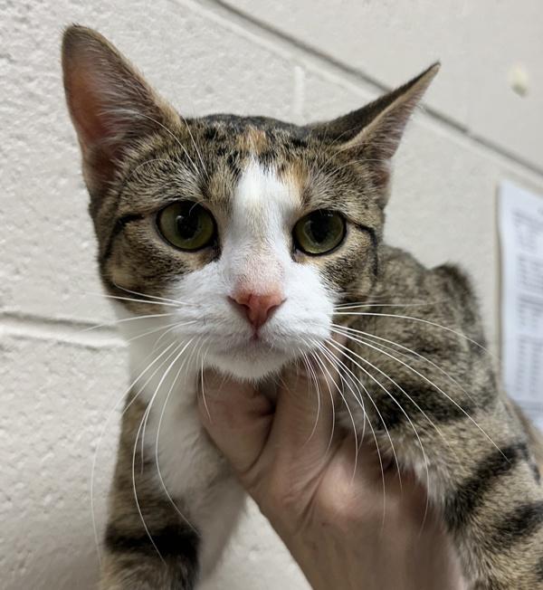 Harper (mcas), Adoptable, Adult Female Domestic Short Hair.